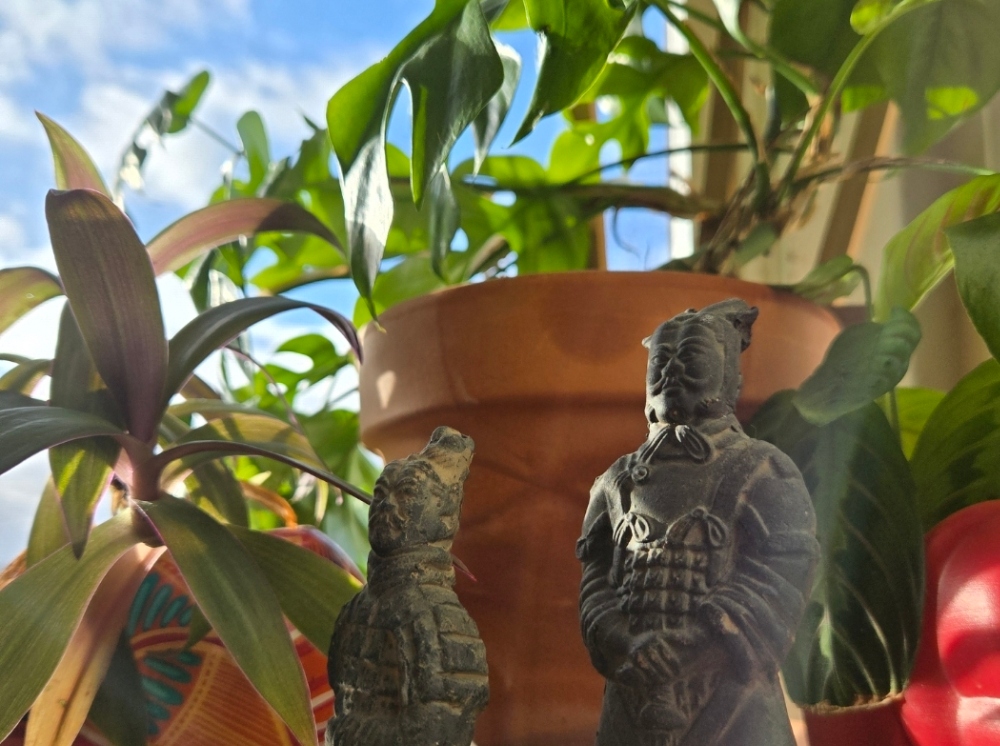 Plants